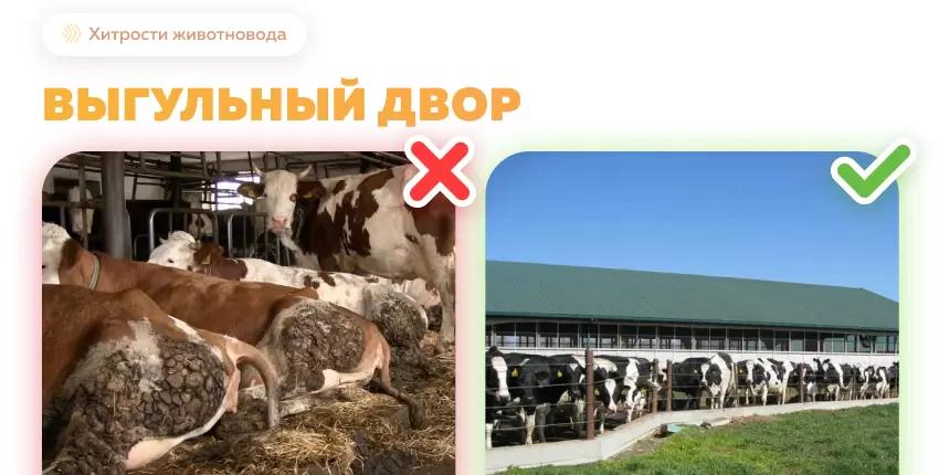 Выгульный двор при беспривязном содержании