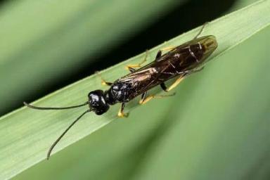 Обыкновенный хлебный пилильщик