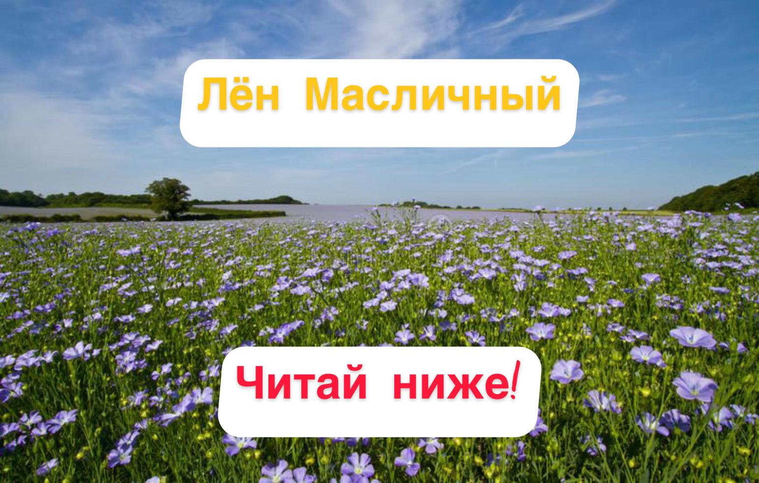 ⚜️Лён Масличный и препарат Ризобакт⚜️
