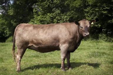 Порода коров – Мюррей Грей