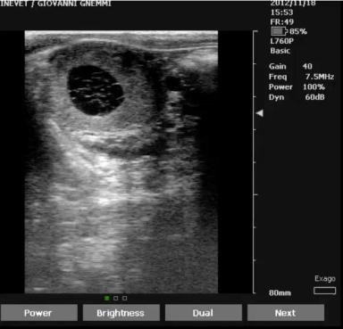 Кисты яичника у КРС