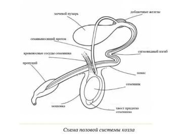 Харвуд – "Ветеринарное руководство по здоровью и благополучию коз". Гл. 6., ч. 1