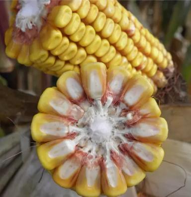 НК Термо - гибрид кукурузы ( Zea mays L.).