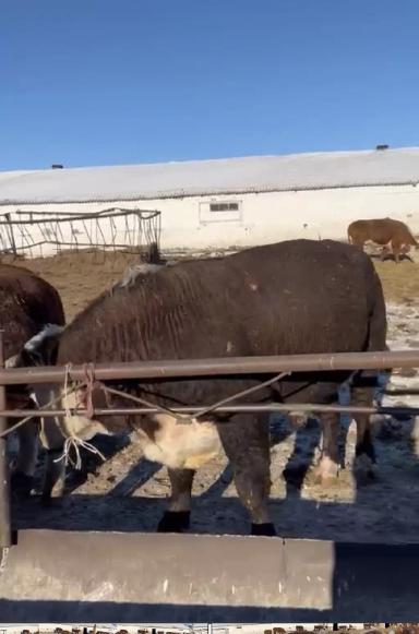 Убойных выход мяса % реальные цифры