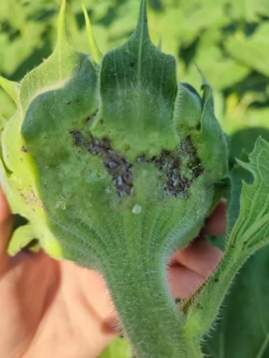 Подскажите что с подсолнечником? 