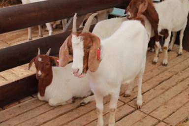 XXII Российская выставка племенных овец и коз