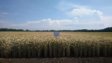 Трудяга  сорт тритикале озимой