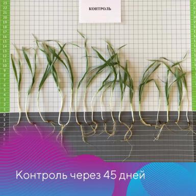 Новый протравитель «Августа» в действии