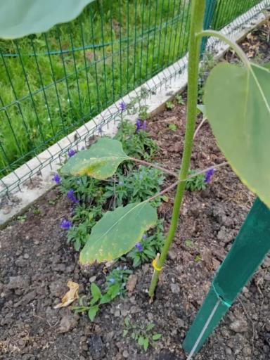 Вопросы из чатов: что с подсолнечником?