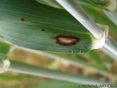 Ринхоспориоз (окаймленная пятнистость)