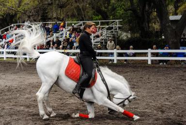 Липпицианская (липицианская, липизанская) порода