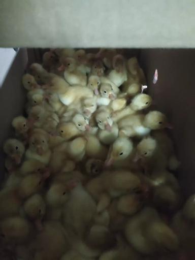 Особенности содержания утки