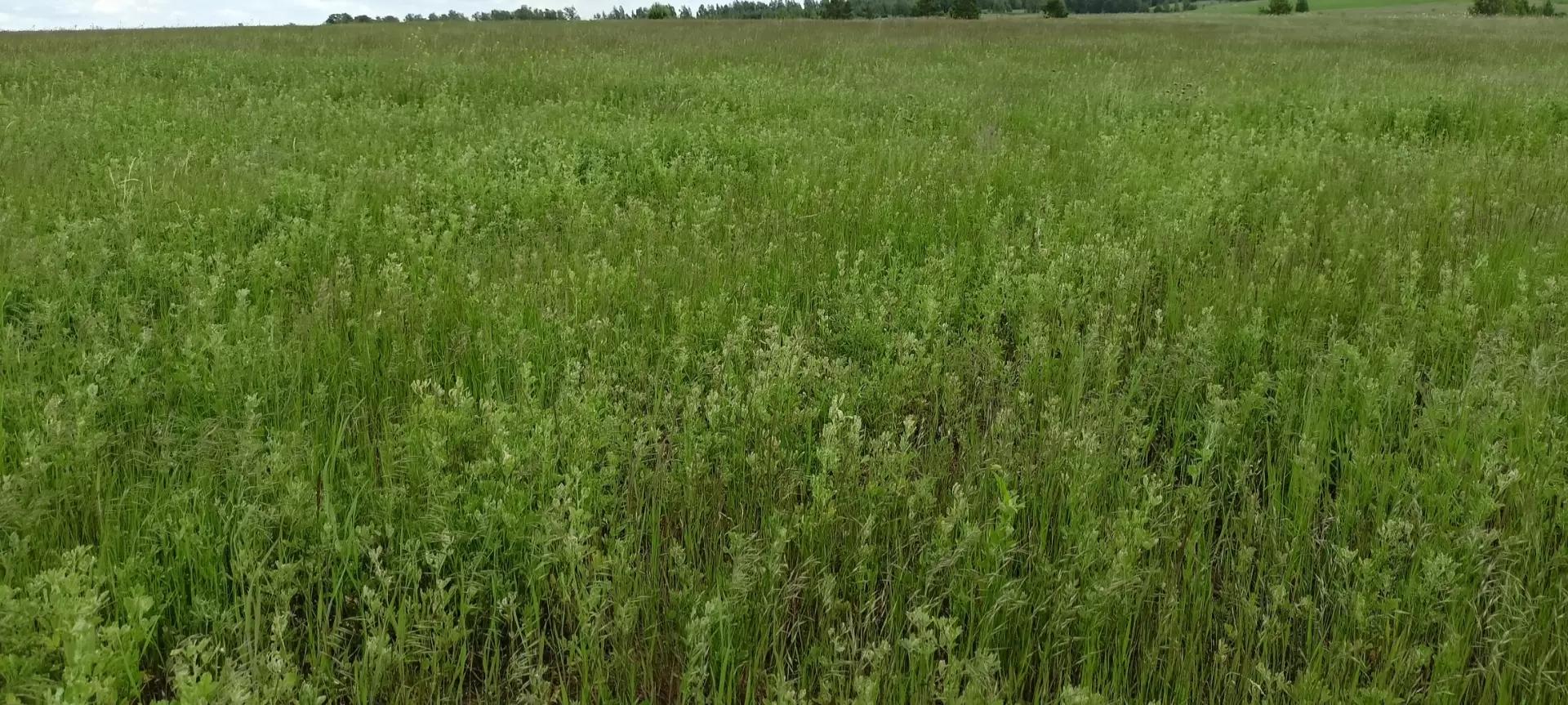 Люцерна повреждённая фитономусом