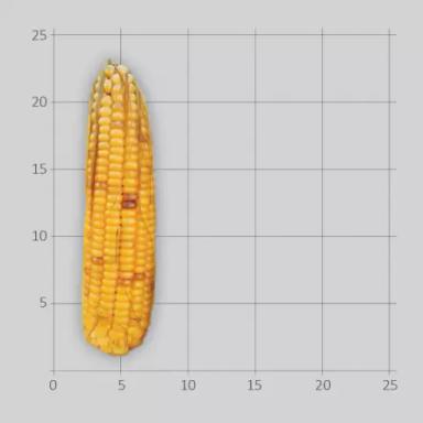Никита гибрид кукурузы Лимагрейн