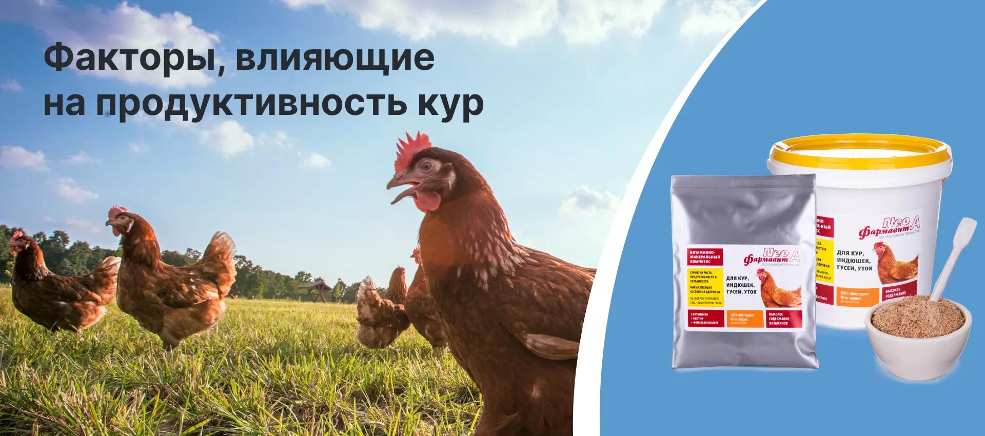 Факторы, влияющие на продуктивность кур