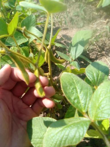 Соя в Кировской области