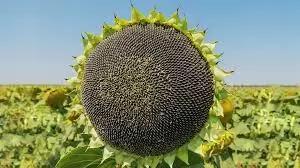 Босфора - гибрид подсолнечника ( Helianthus annuus L.).