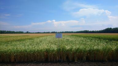 Сорта твердой пшеницы НЦЗ им. П.П.Лукьяненко