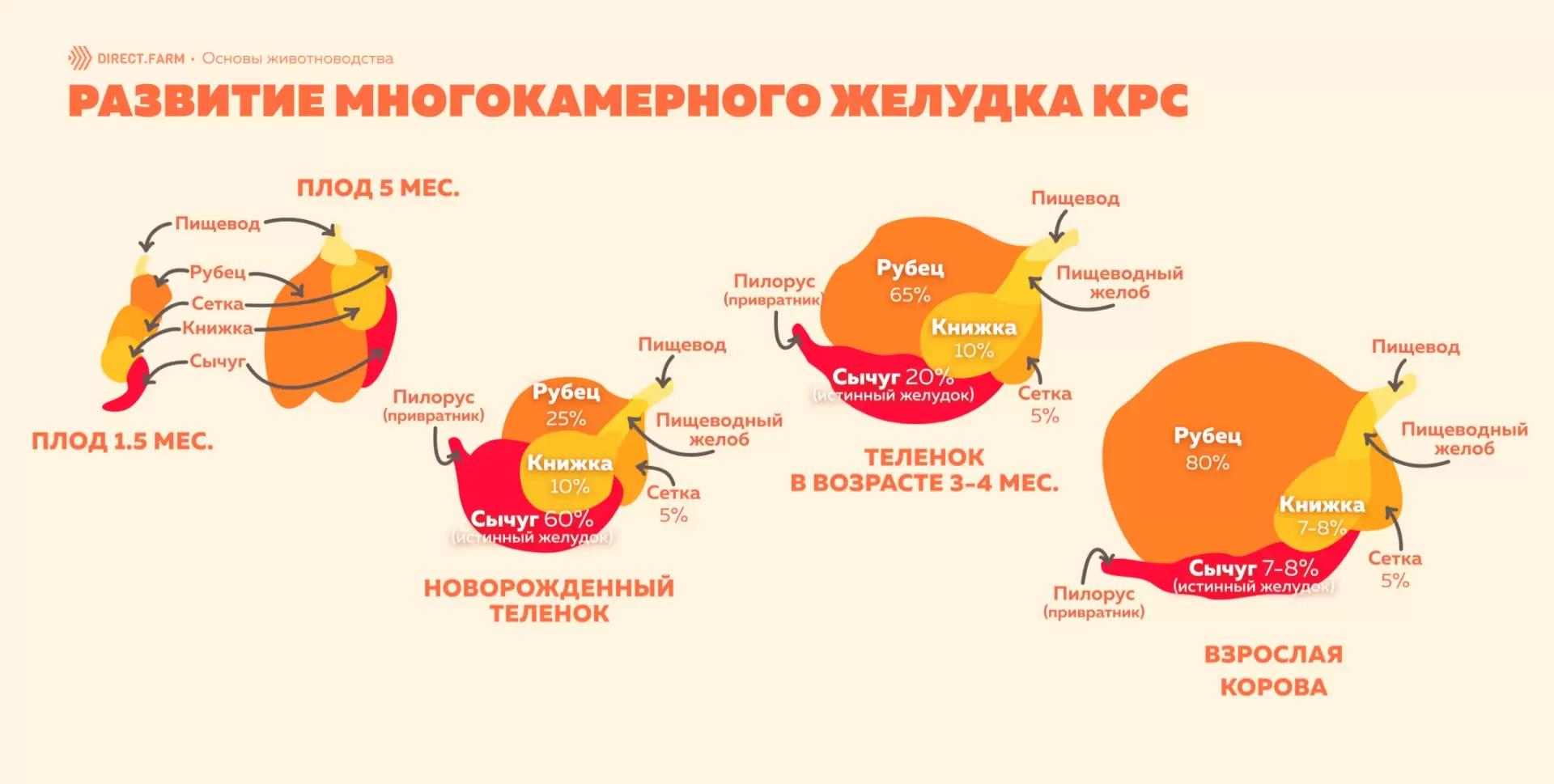 Развитие многокамерного желудка КРС