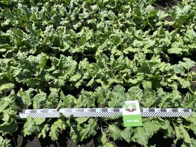 РАЦИОНАЛЬНЫЙ ПОДХОД К ВЫРАЩИВАНИЮ САХАРНОЙ СВЕКЛЫ