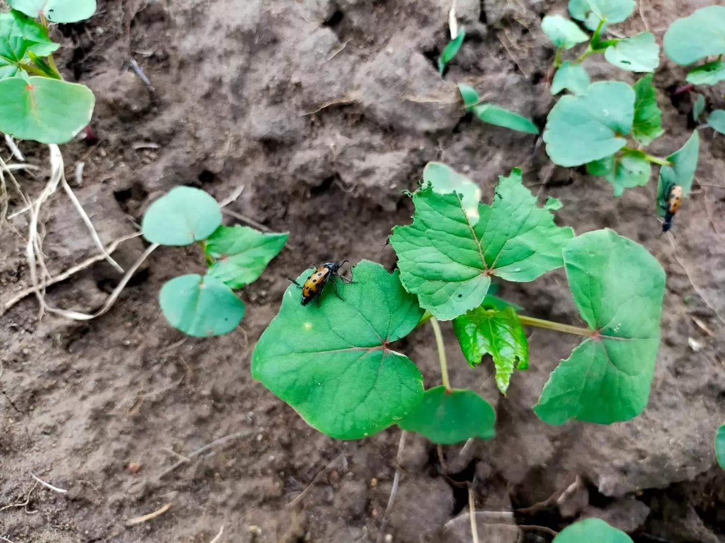 Вопросы из чатов: что за вредитель?