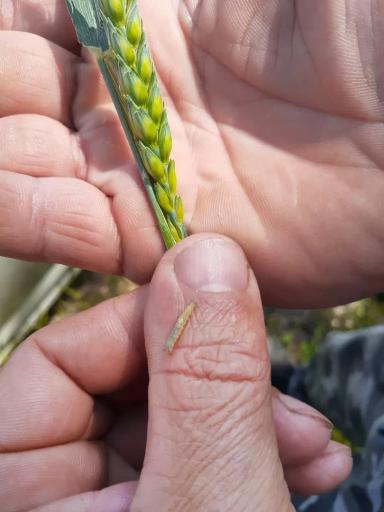 Злаковая листовертка