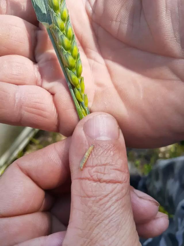 Злаковая листовертка