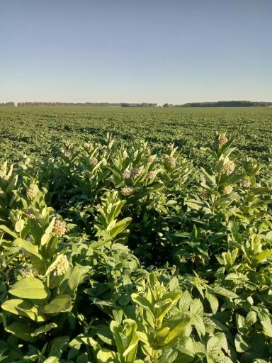 Ваточник сирийский