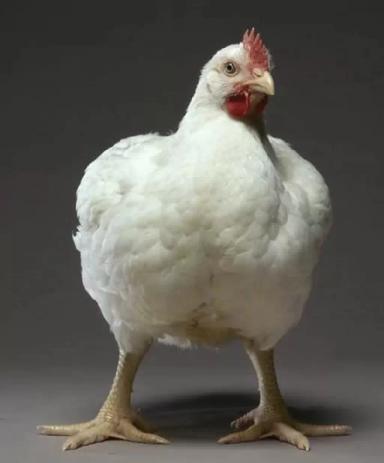 Бройлер Кобб 500