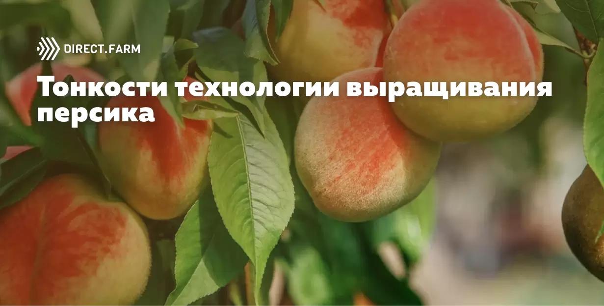 Персик — сложная культура