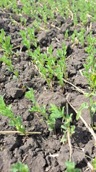 Вопросы из чатов: можно ли провести обработку?