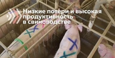 Низкие потери и высокая продуктивность в свиноводстве – сочетаемы