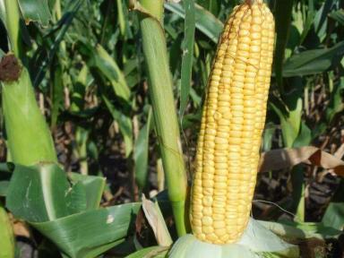 СИ Фортаго - гибрид кукурузы ( Zea mays L.).