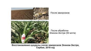 Защита растений от возвратных заморозков, засухи и других стрессов