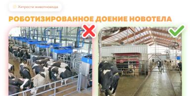 Роботизированное доение новотельных коров и первотелок
