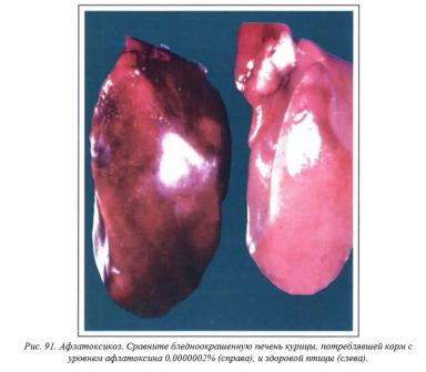 Вегад - Атлас болезней птицы. Ч. 17. Неуточненная грибковая. Ч. 18. Афлатоксикоз