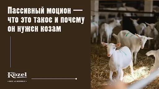 Пассивный моцион — что это такое, и почему он нужен козам