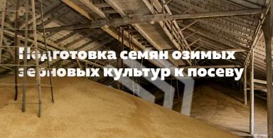 Подготовка семян озимых зерновых культур к посеву