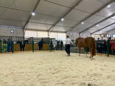 Донская порода лошадей