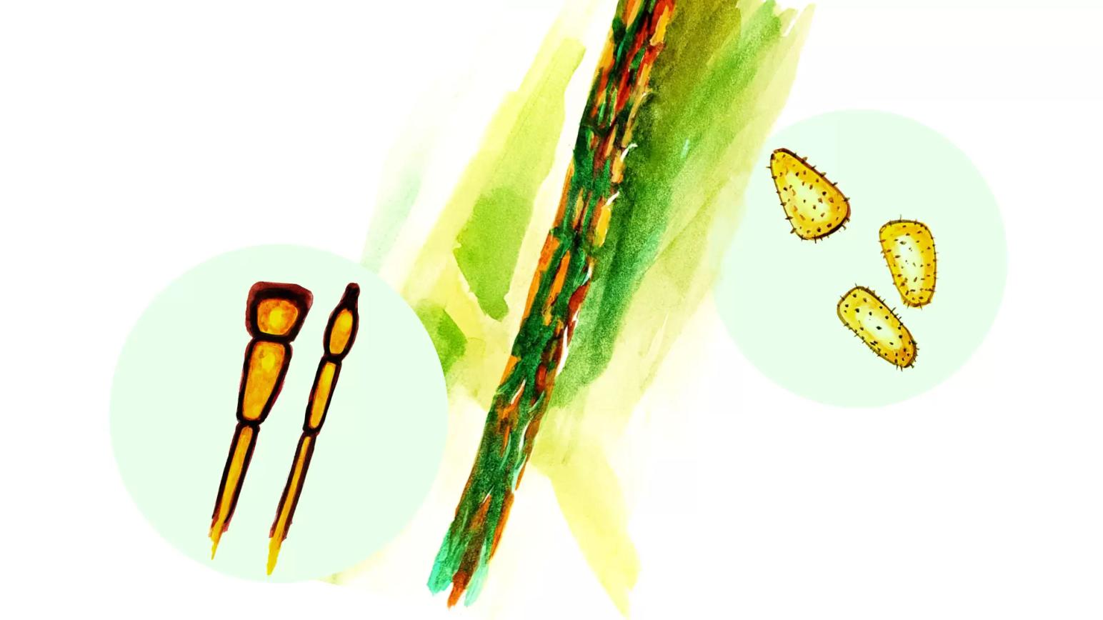 Стеблевая (линейная) ржавчина