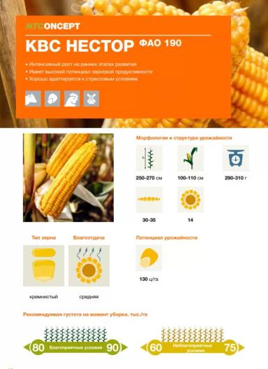 КВС Нестор® - гибрид кукурузы ( Zea mays L.).