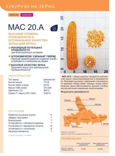 МАС 20.А - гибрид кукурузы ( Zea mays L.).
