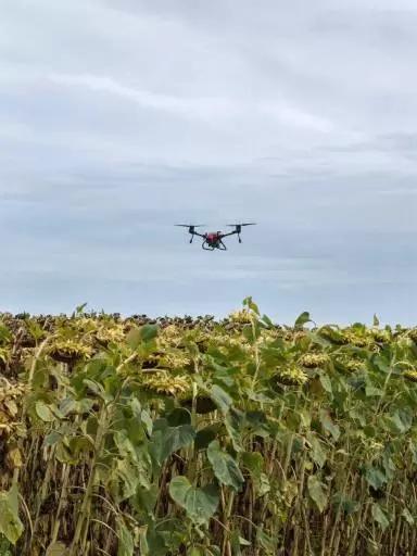 Опыт внесения десиканта «RegloneAir» на подсолнечнике,с помощью дрона XAG V40