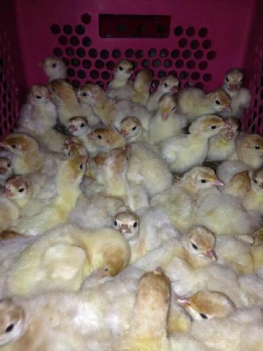 Кормление индюшат