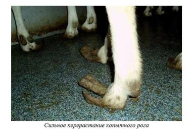 Харвуд – "Ветеринарное руководство по здоровью и благополучию коз". Гл. 13, ч. 1