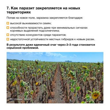 Расширение ареала заразихи подсолнечниковой