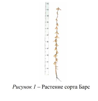 Барс сорт сои