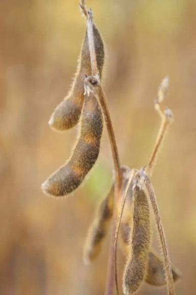 Кордоба (CORDOBA) сорт сои