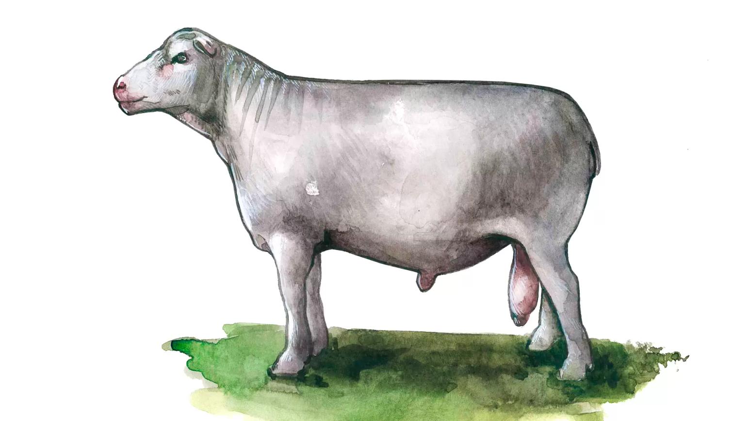 Ташлинская порода овец