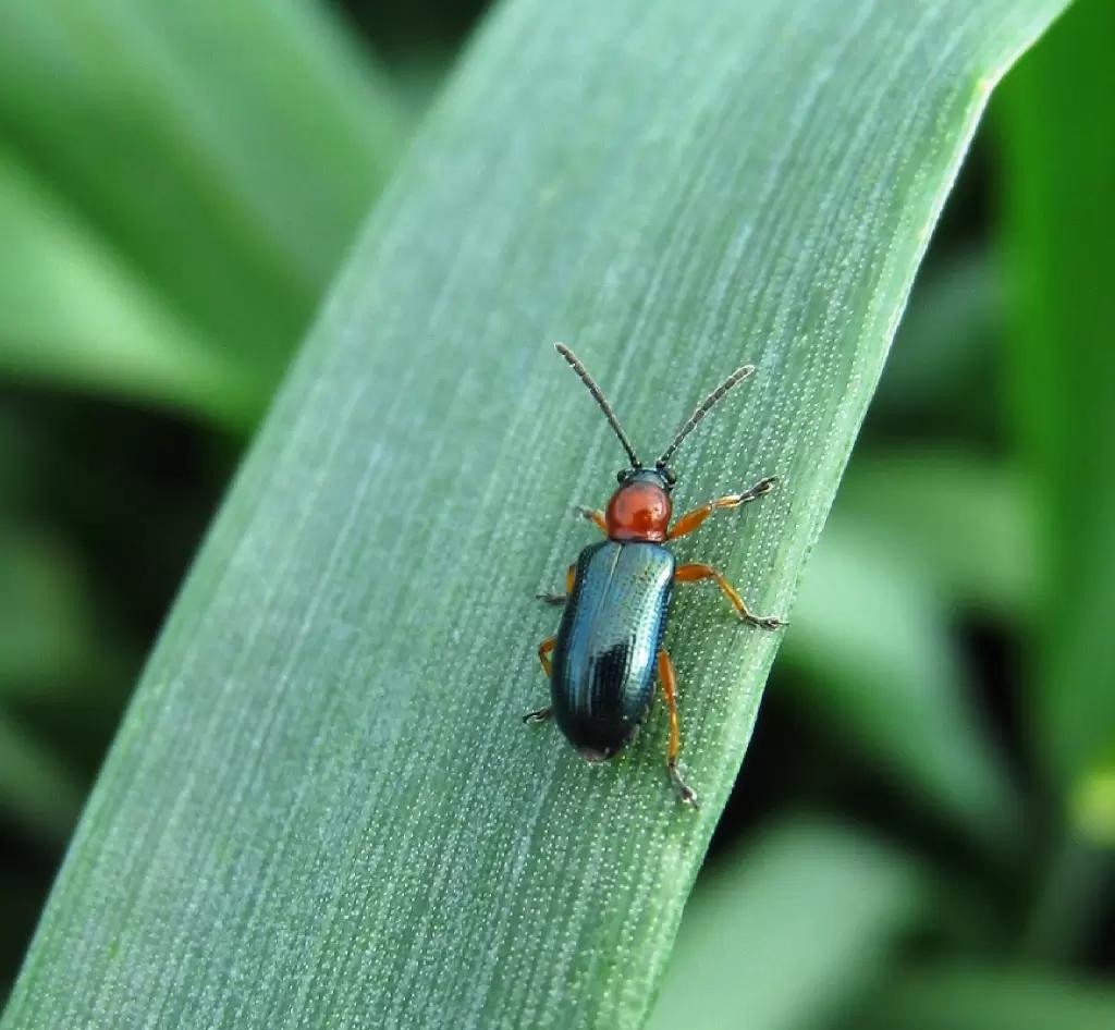 ОНА СЕЙЧАС НА ПОЛЯХ